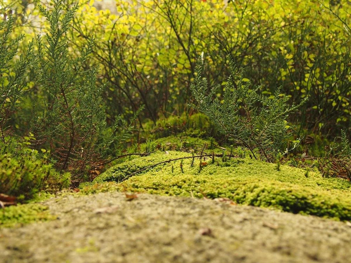 Skyline Gardens